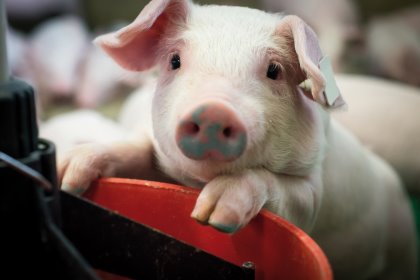Pig Progress 8 zooms in on alternatives to antibiotics Pig Progress 8 zooms in on alternatives to antibiotics