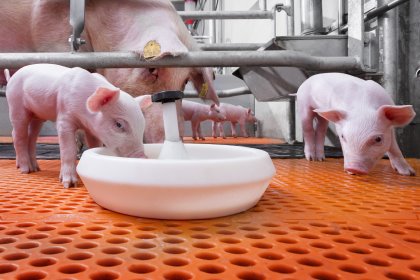 Pig Progress 8 zooms in on alternatives to antibiotics Pig Progress 8 zooms in on alternatives to antibiotics