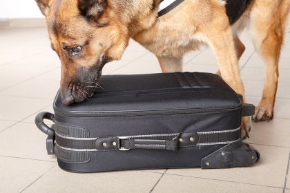 Sniffer dogs are checking airline luggage for smuggled pork. Photo: Shutterstock Sniffer dogs are checking airline luggage for smuggled pork. Photo: Shutterstock