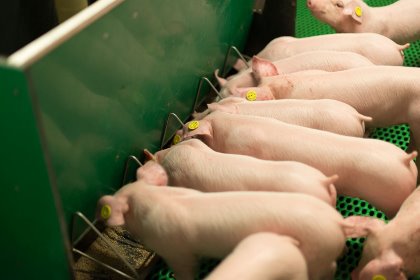 Only the digestible parts of amino acids are absorbed by the animals and can thus be utilised for protein synthesis. Photo: Joosten Young Animal Nutrition Only the digestible parts of amino acids are absorbed by the animals and can thus be utilised for protein synthesis. Photo: Joosten Young Animal Nutrition