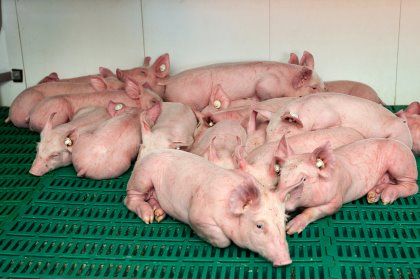 For piglets, the gut can be under stress as a result of weaning and E.Coli infections. Photo: Ronald Hissink For piglets, the gut can be under stress as a result of weaning and E.Coli infections. Photo: Ronald Hissink