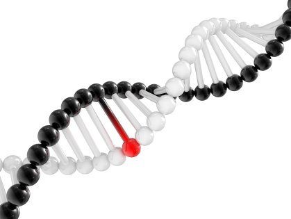 structure of DNA with damaged chromosomes. Photo: Oleksandr Marynchenko / Dreamstime.com structure of DNA with damaged chromosomes. Photo: Oleksandr Marynchenko / Dreamstime.com