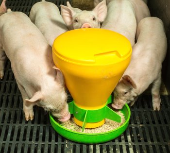 Business Update: New pig innovations Business Update: New pig innovations