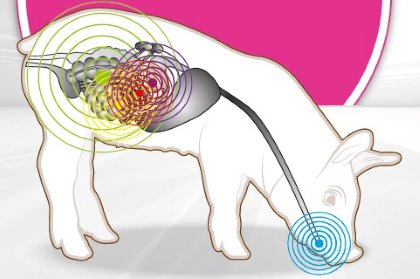 Wrapping up November: What’s new in the world of pigs? Wrapping up November: What’s new in the world of pigs?