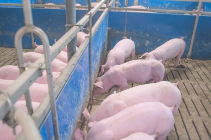 Continuous sensor-controlled filling of each pen’s trough with fermented liquid feed means there are no long pauses between feeds and therefore less stress for the animals. Photo: Weda Continuous sensor-controlled filling of each pen’s trough with fermented liquid feed means there are no long pauses between feeds and therefore less stress for the animals. Photo: Weda