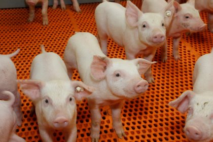 Focus on piglet health in latest issue of Pig Progress Focus on piglet health in latest issue of Pig Progress