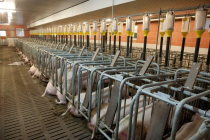 Focus on piglet health in latest issue of Pig Progress Focus on piglet health in latest issue of Pig Progress