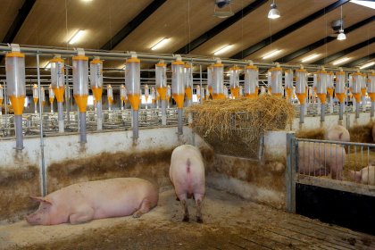 Focus on piglet health in latest issue of Pig Progress Focus on piglet health in latest issue of Pig Progress