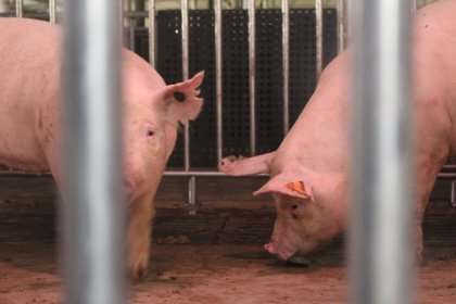 Focus on piglet health in latest issue of Pig Progress Focus on piglet health in latest issue of Pig Progress
