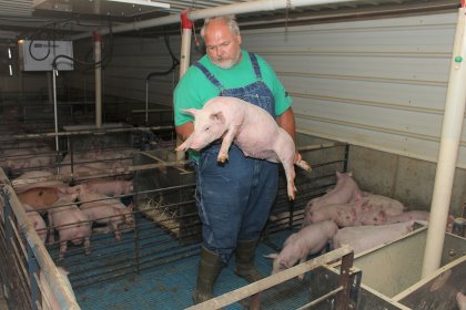 Brian Schwartz checking one of his weaner pigs. Photo: Vincent ter Beek Brian Schwartz checking one of his weaner pigs. Photo: Vincent ter Beek