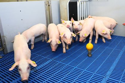 It is necessary to reduce antimicrobials in swine production without compromising health and performance. Photo: Henk Riswick It is necessary to reduce antimicrobials in swine production without compromising health and performance. Photo: Henk Riswick
