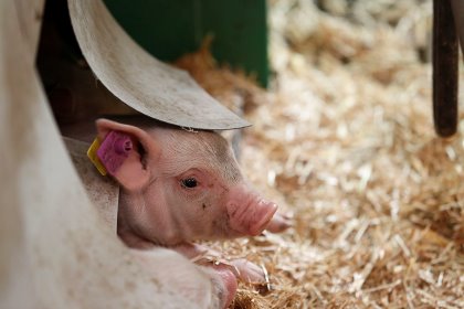 For PCV2 protection, piglets should be vaccinated before weaning. Photo: Henk Riswick For PCV2 protection, piglets should be vaccinated before weaning. Photo: Henk Riswick