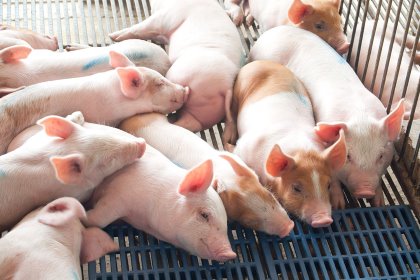 Betaine helps cells all over the body of a pig to maintain water balance and cellular activity. - Photo: Shutterstock Betaine helps cells all over the body of a pig to maintain water balance and cellular activity. - Photo: Shutterstock