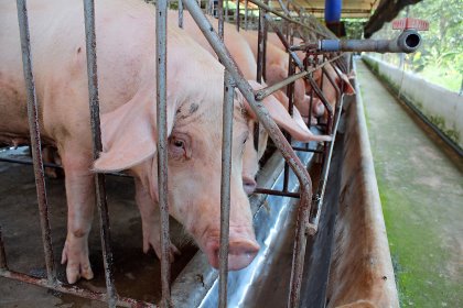 Gestating sows in hot conditions, on a farm near Ho Chi Minh City, Vietnam. - Photo: Vincent ter Beek Gestating sows in hot conditions, on a farm near Ho Chi Minh City, Vietnam. - Photo: Vincent ter Beek