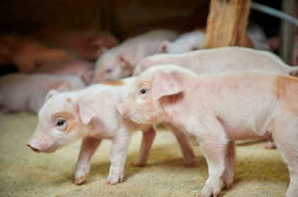 Newborn piglets sometimes outgrow a single dose of iron. - Photo: Pharmacosmos Newborn piglets sometimes outgrow a single dose of iron. - Photo: Pharmacosmos