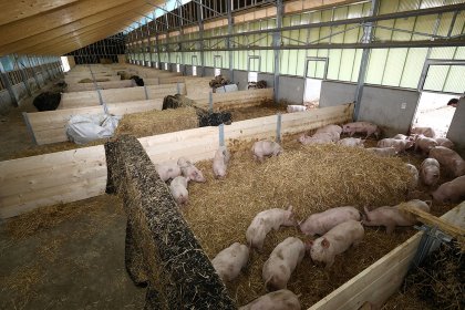 These barns on the site of a former poultry farm have a remarkable architectural style and are constructed largely out of wood. - Photo: Henk Riswick These barns on the site of a former poultry farm have a remarkable architectural style and are constructed largely out of wood. - Photo: Henk Riswick