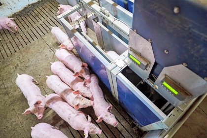 A range of smart farming technologies are available that could be used in the swine industry, including radio frequency identification technology that tracks individual feed intake and weight. - Photo: Van Assendelft Fotografie A range of smart farming technologies are available that could be used in the swine industry, including radio frequency identification technology that tracks individual feed intake and weight. - Photo: Van Assendelft Fotografie