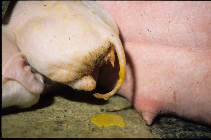 A case of diarrhoea in a neonatal piglet. - Photo: Huvepharma A case of diarrhoea in a neonatal piglet. - Photo: Huvepharma