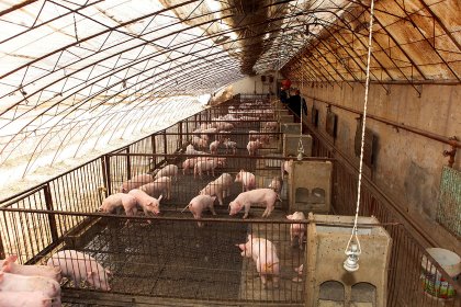 Between 2014 and 2018, the consumption of antibiotics in the Chinese agricultural sector has dropped by 57%. - Photo: Henk Riswick Between 2014 and 2018, the consumption of antibiotics in the Chinese agricultural sector has dropped by 57%. - Photo: Henk Riswick