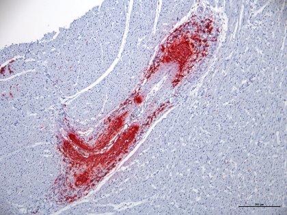 At least five studies were devoted to PCV3 at the European Symposium of Porcine Health Management. - Photo: Cresa-IRTA At least five studies were devoted to PCV3 at the European Symposium of Porcine Health Management. - Photo: Cresa-IRTA