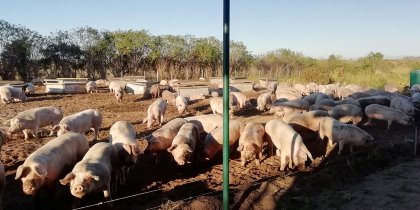 According to Angus McIntosh, pigs are like the ultimate tractor, except they fertilise the soil while loosening it and don’t have any breakable parts. - Photo: Angus Mcintosh According to Angus McIntosh, pigs are like the ultimate tractor, except they fertilise the soil while loosening it and don’t have any breakable parts. - Photo: Angus Mcintosh