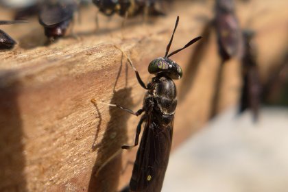 Black soldier fly larvae are high in moisture, fat and protein with an amino acid profile suitable for inclusion in pig feed. - Photo: Shutterstock Black soldier fly larvae are high in moisture, fat and protein with an amino acid profile suitable for inclusion in pig feed. - Photo: Shutterstock