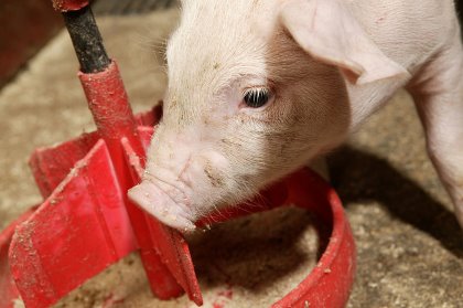 The smell of raspberry spreads more easily into the air, attracting the piglet’s interest. - Photo: Peter Bakker The smell of raspberry spreads more easily into the air, attracting the piglet’s interest. - Photo: Peter Bakker