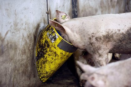 More on the menu! It is expected that the ban will be lifted in October this year. - Photo: Bert Jansen More on the menu! It is expected that the ban will be lifted in October this year. - Photo: Bert Jansen