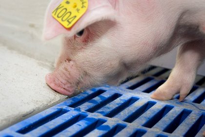 High welfare standards for piglets can be achieved with the right feeding plan and good health and housing management. - Photo: Bart Nijs High welfare standards for piglets can be achieved with the right feeding plan and good health and housing management. - Photo: Bart Nijs