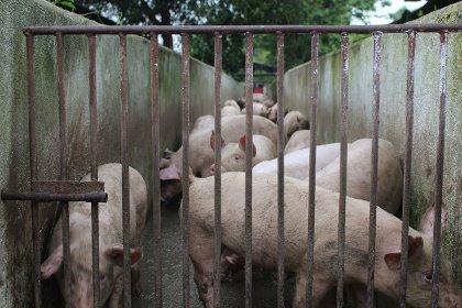 Pigs waiting for transport at a farm in Binh Duong province, Vietnam. - Photo: Vincent ter Beek Pigs waiting for transport at a farm in Binh Duong province, Vietnam. - Photo: Vincent ter Beek