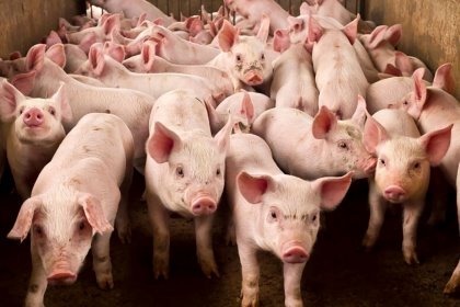 Wrapping up October: What’s new in the world of pigs? Wrapping up October: What’s new in the world of pigs?