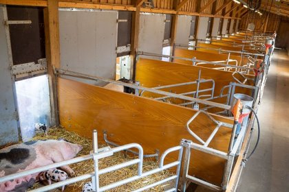 Wrapping up October: What’s new in the world of pigs? Wrapping up October: What’s new in the world of pigs?