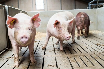 Photo: Danish Pig Genetics Photo: Danish Pig Genetics