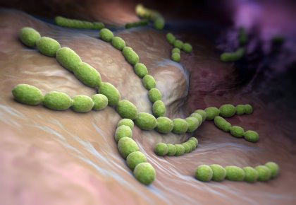 A close-up illustration of Streptococcus bacteria. Illustration: 123RF A close-up illustration of Streptococcus bacteria. Illustration: 123RF