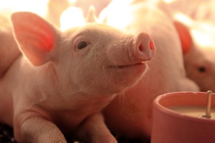 The gut of young piglets is constantly maturing. Photo: Alltech/Roy Strutt Photography The gut of young piglets is constantly maturing. Photo: Alltech/Roy Strutt Photography
