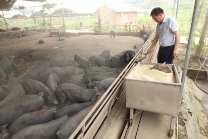 Mr Li Hainin feeding one of his batches of black finisher pigs. He has a moveable bin on rails to help him with that. Photo: Vincent ter Beek Mr Li Hainin feeding one of his batches of black finisher pigs. He has a moveable bin on rails to help him with that. Photo: Vincent ter Beek