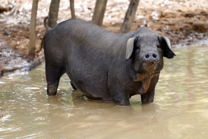 Feral pigs are a growing problem in North America. - Photo: Shutterstock Feral pigs are a growing problem in North America. - Photo: Shutterstock