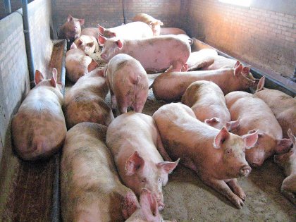 Pigs for heavy weight production on a farm in Modena province, Italy. - Photo: Vincent ter Beek Pigs for heavy weight production on a farm in Modena province, Italy. - Photo: Vincent ter Beek