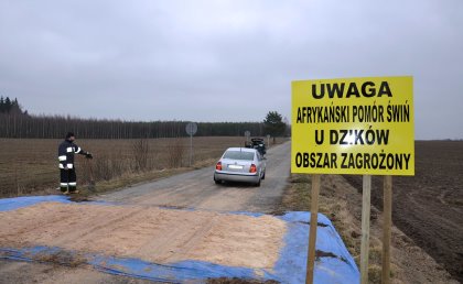Between November 2019 and July 2020, the number of places where infected wild boar had been found had risen to 961, with 1,826 victims. Photo: Iwana Markowska Daniel Between November 2019 and July 2020, the number of places where infected wild boar had been found had risen to 961, with 1,826 victims. Photo: Iwana Markowska Daniel