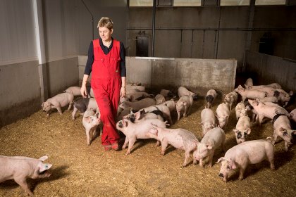 Pigs at the Ten Have farm are kept on straw when they are indoors. They are free to wander outside, too. Photo: Koos Groenewold Pigs at the Ten Have farm are kept on straw when they are indoors. They are free to wander outside, too. Photo: Koos Groenewold