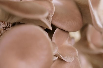 Mushrooms have high fibre content and these dietary fibres may decrease intestinal transit time, thus promoting better nutrient digestibility. Photo: Michel Zoeter Mushrooms have high fibre content and these dietary fibres may decrease intestinal transit time, thus promoting better nutrient digestibility. Photo: Michel Zoeter