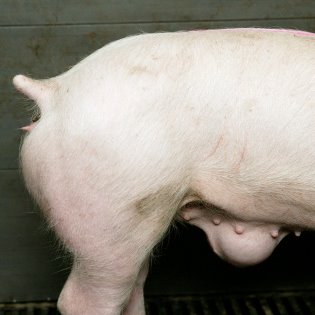 A hernia umbilicalis in a piglet – a common genetic defect. Photo: Robin Britstra A hernia umbilicalis in a piglet – a common genetic defect. Photo: Robin Britstra