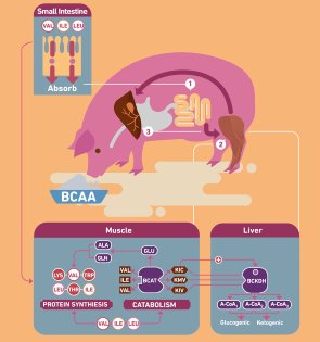 Investigating optimal isoleucine to lysine ratio in pig diets Investigating optimal isoleucine to lysine ratio in pig diets