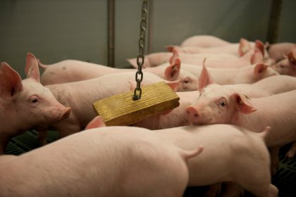 The diversity of the microbiome plays a critical role in a piglet’s gut health. The diversity of the microbiome plays a critical role in a piglet’s gut health.