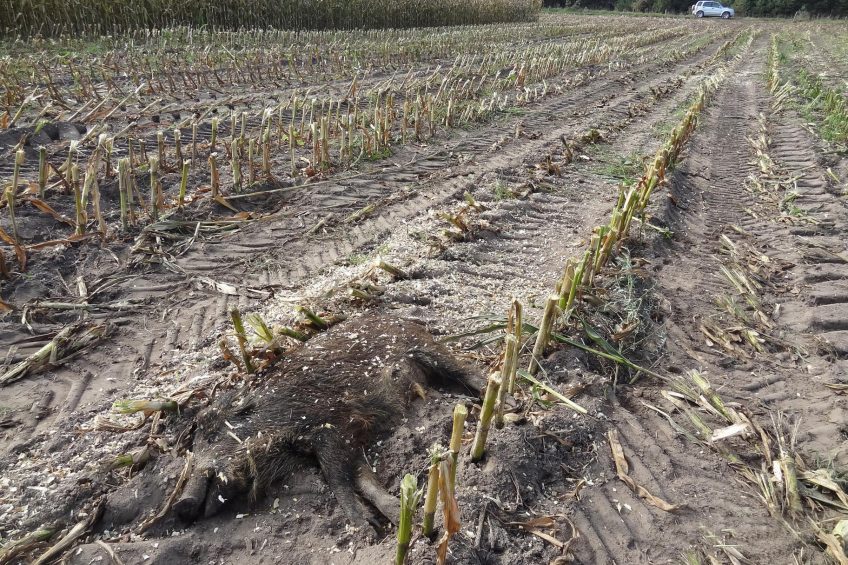 A dead wild boar found in the fields of eastern Poland. Photo: Iwana Markowska-Daniel