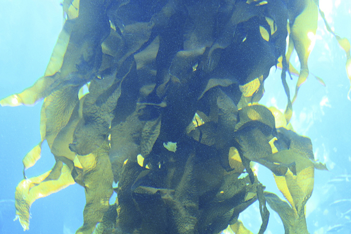Seminar on algae attracts 100 specialists