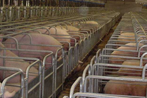 Inexcusable: Non-compliance with sow stall ban in EU'