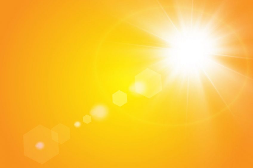 Increasing heat levels have an impact on sow health and welfare. - Photo: Shutterstock