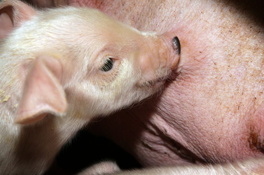 Do nurse sows suffer from their role? Photo: Henk Riswick
