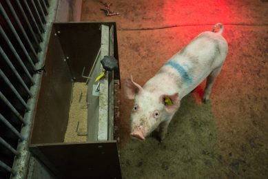 How to get every piglet eating. Photo: Anouschka Middeldorp